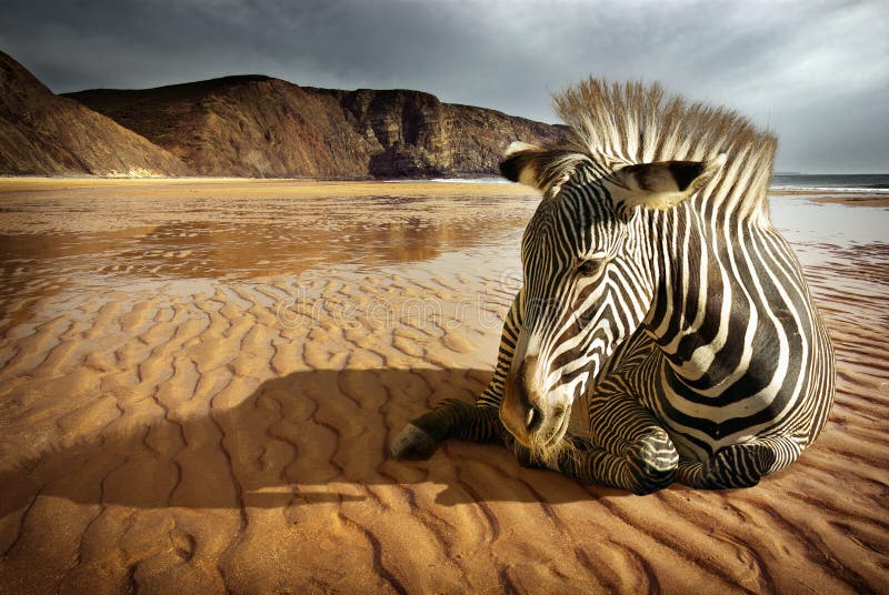 Surrealistické scény sedí zebra v prázdné pláži.