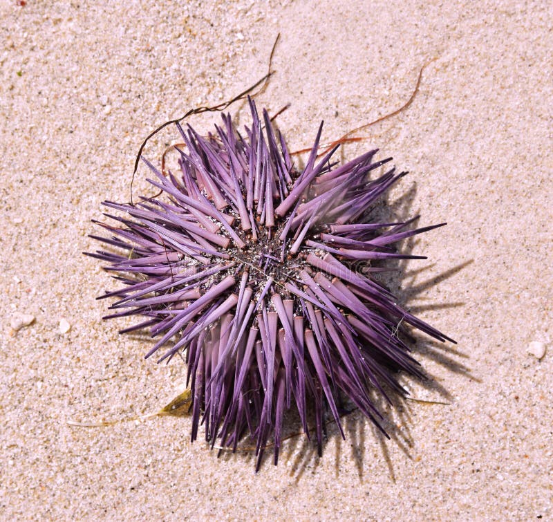 Spiaggiata Fresca Viola Riccio di Mare essiccazione sulla Sabbia.