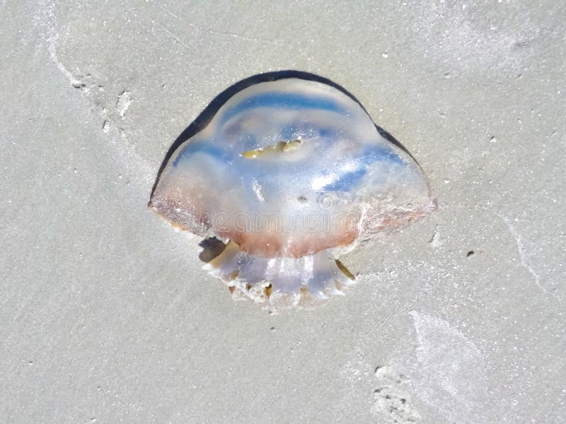 Cannonball Jellyfish At St Augustine Beach, Florida Stock Image Image