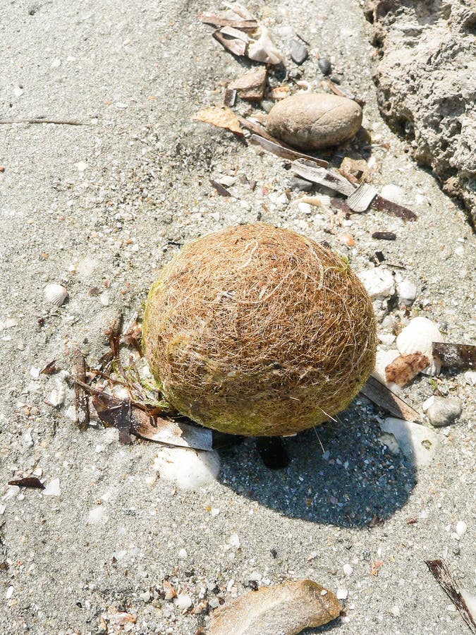 egagropili Posidonia oceanica sea balls Qty $1.00-$2.50 Neptune balls 
