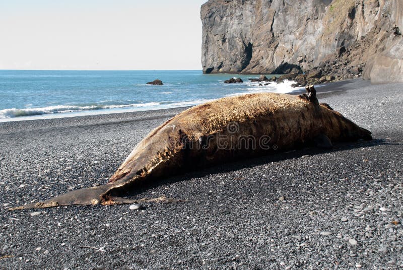 Beached whale in Iceland