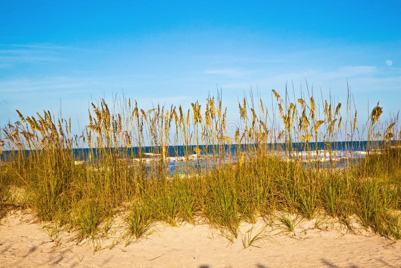 Marram Grass or American Beachgrass (Ammophila breviligulata) at the beach in St. Augustine. Marram Grass or American Beachgrass (Ammophila breviligulata) at the beach in St. Augustine.