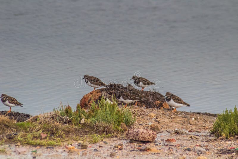 Beachside Gathering: Group of Ruddy Turnstone Birds Soaring.