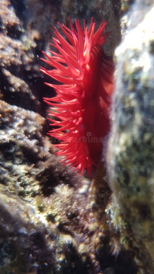 Beadlet το anemone επίασε υποβρύχιο στοκ εικόνες με δικαίωμα ελεύθερης χρήσης Beadlet το anemone επίασε υποβρύχιο στοκ εικόνες με δικαίωμα ελεύθερης χρήσης