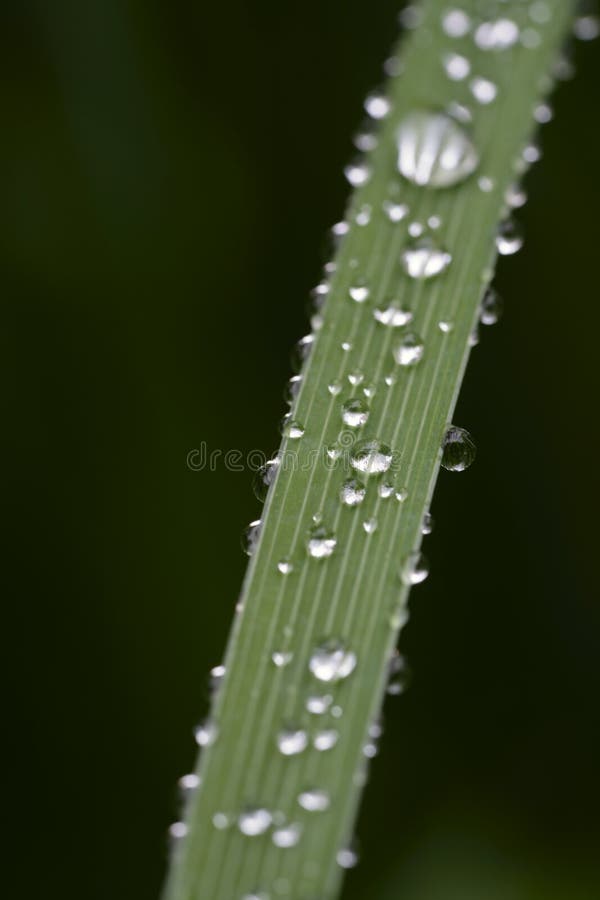 Beads of Water on a Blade of Grass Stock Image Image of rain, plant