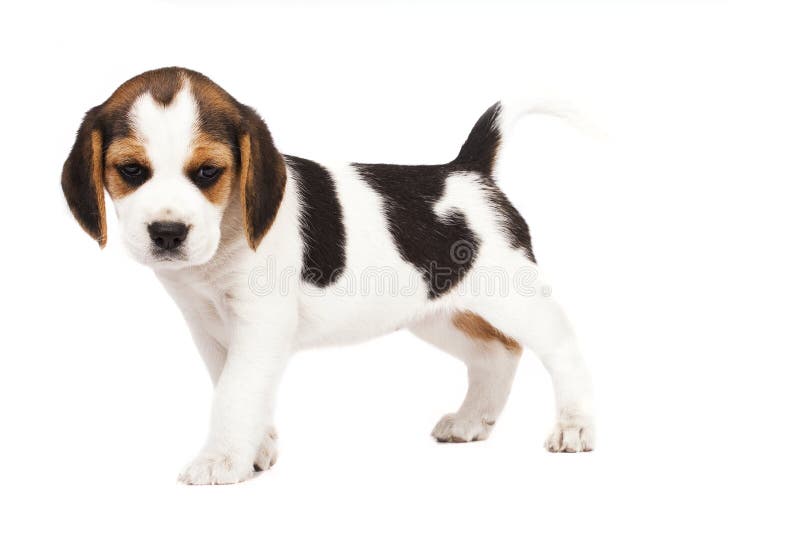 Beagle