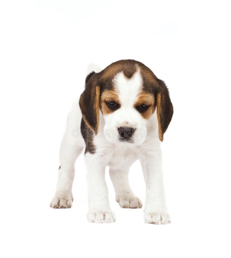 Beagle