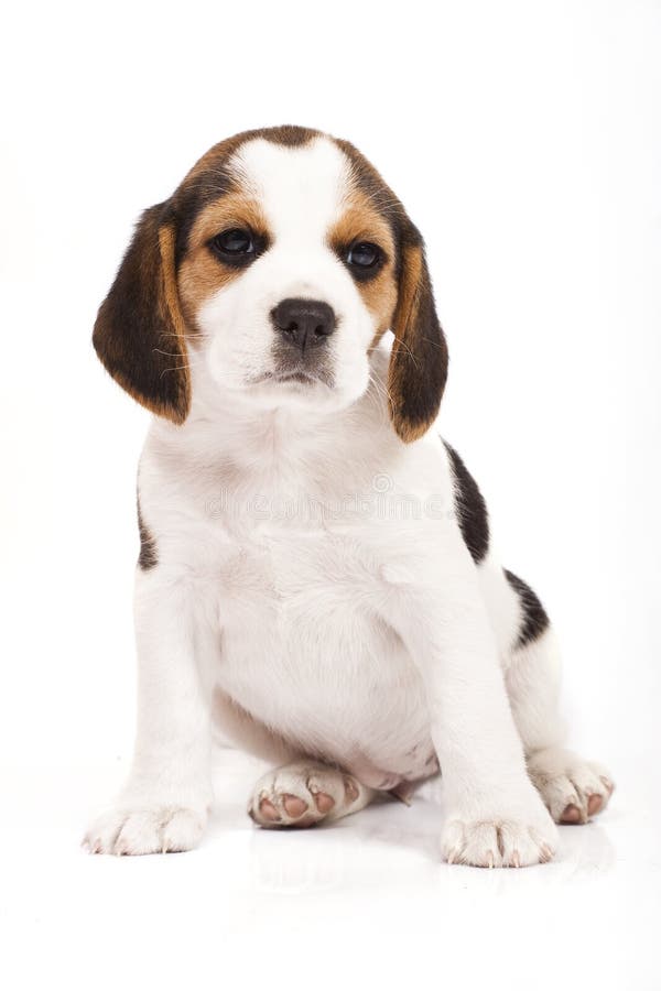 Beagle