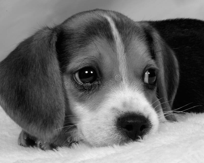 Beagle Royalty Free Stock Images - Image: 540559