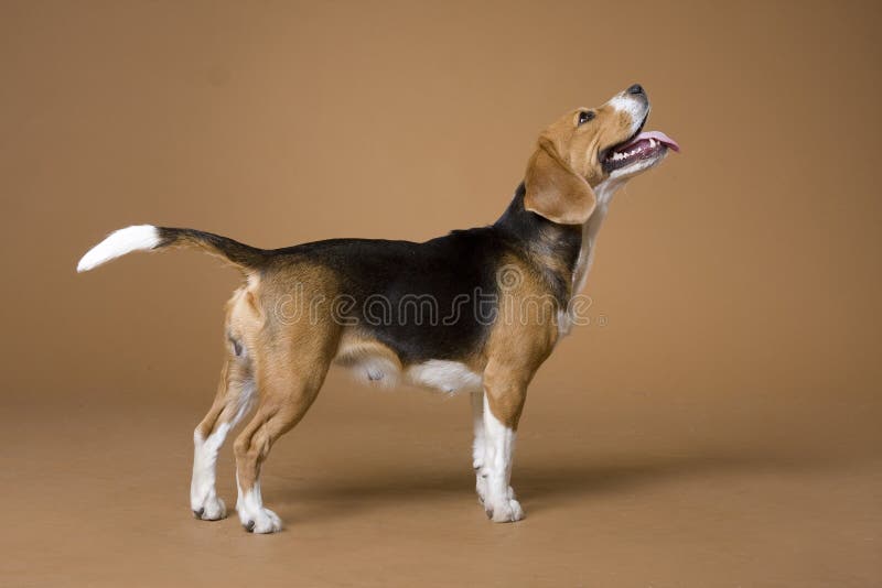 The dog of breed a beagle costs on a beige background