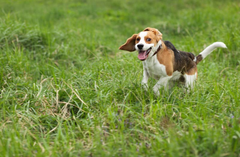 Beagle Puppy Barking Photos Free & RoyaltyFree Stock