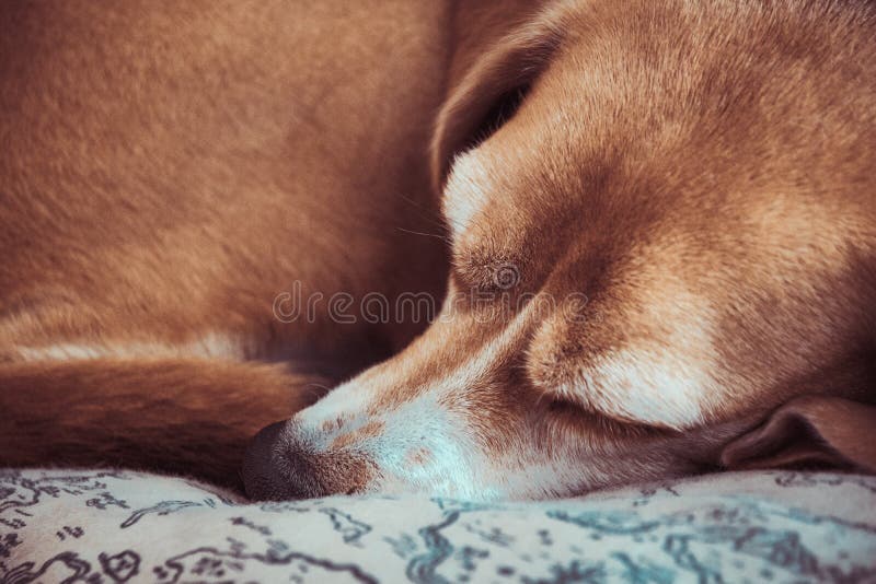 Beagle Ancient Elder Old Dog. Grey Hair Dog Sleeping or Resting Stock