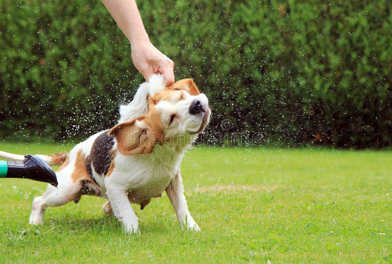 Beagle bath