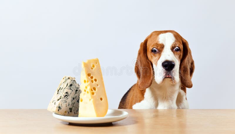 Beagle and cheese