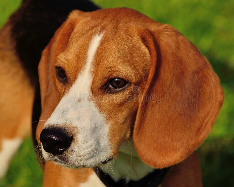 Beagle Closeup stock image. Image of head, mammal, animals 30668277