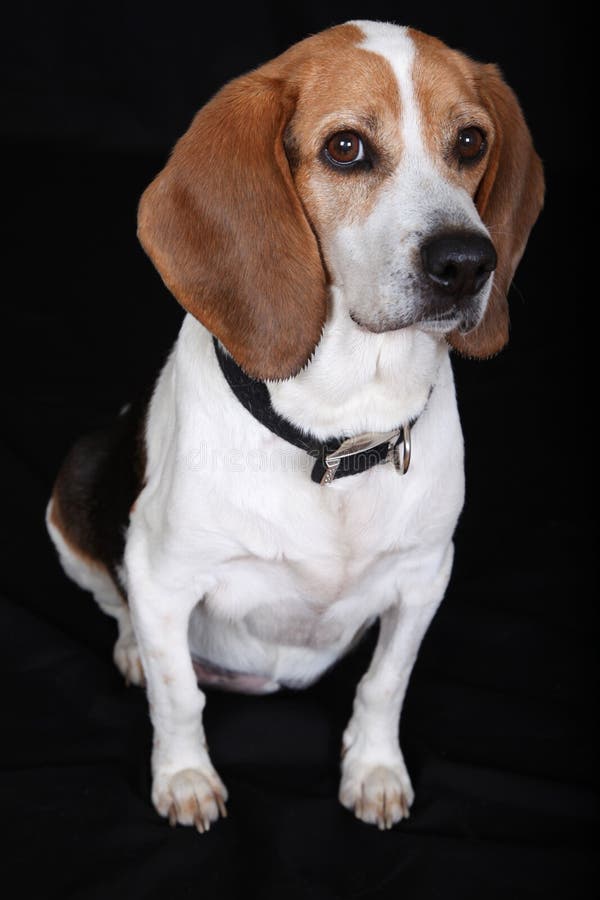 Beagle dog