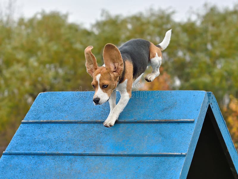 Beagle Dog On Agility Training Stock Photo Image Of Crazy Barrier 215767158