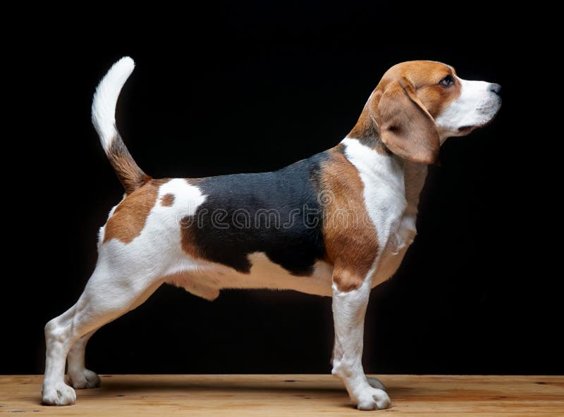 Beagle dog