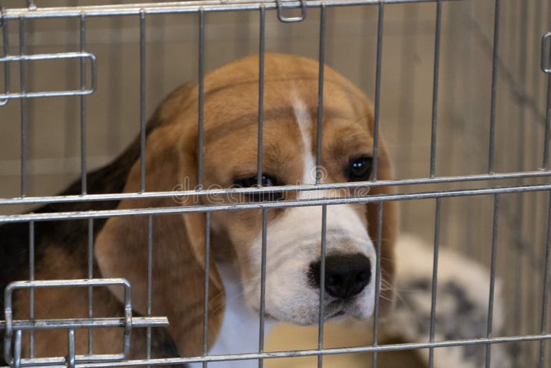 beagle cage