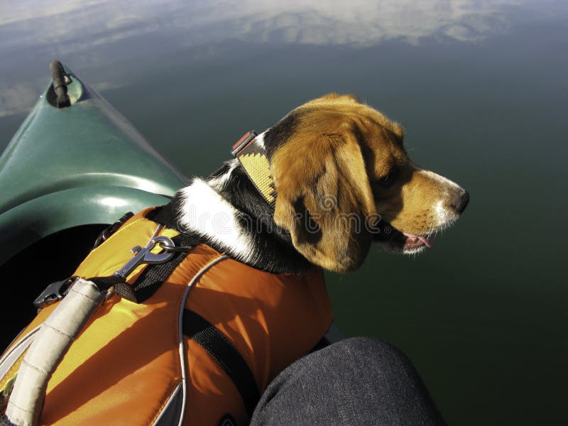 Beagle Dog in Canoe with Life Jacket