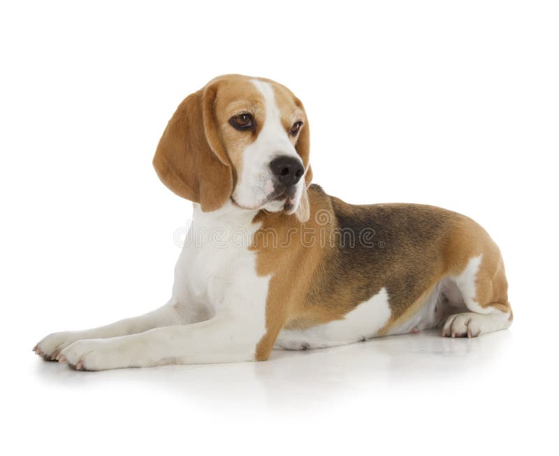 Beagle dog