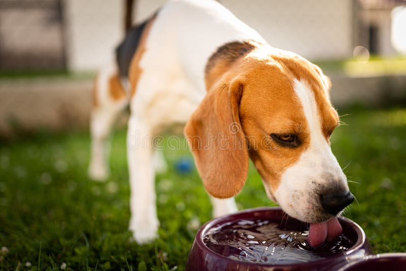 how do you get a sick dog to drink water