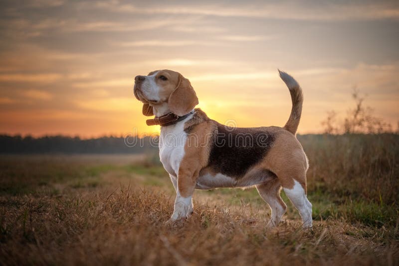 Beagle Dog on a Walk in the Morning at Dawn Stock Image Image of