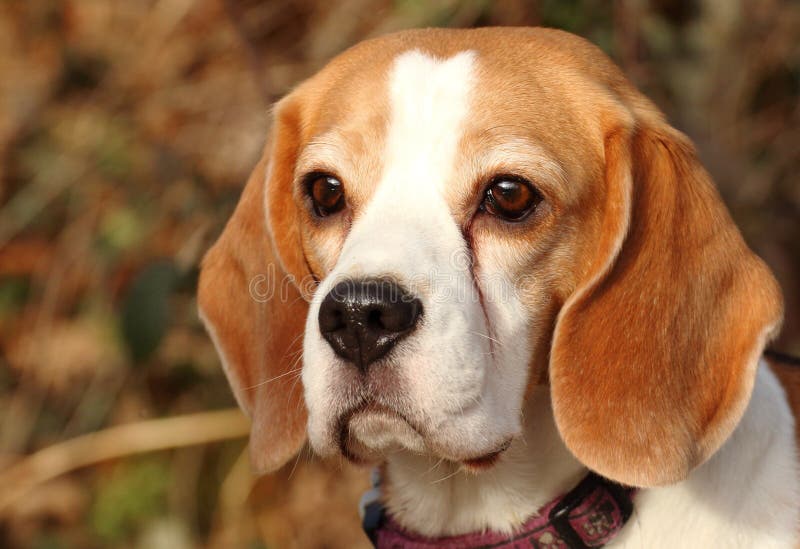Beagle dog face in profile stock image. Image of blue 50515613