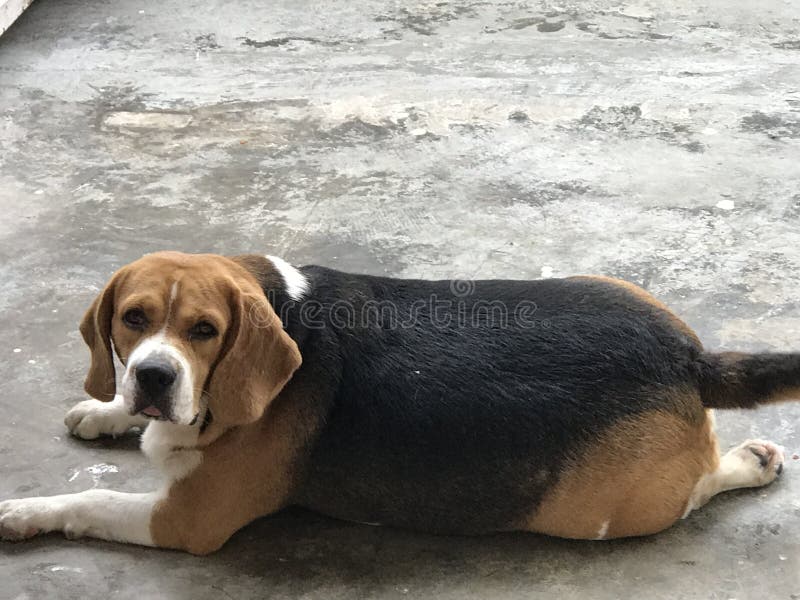 fat beagle pierde in greutate