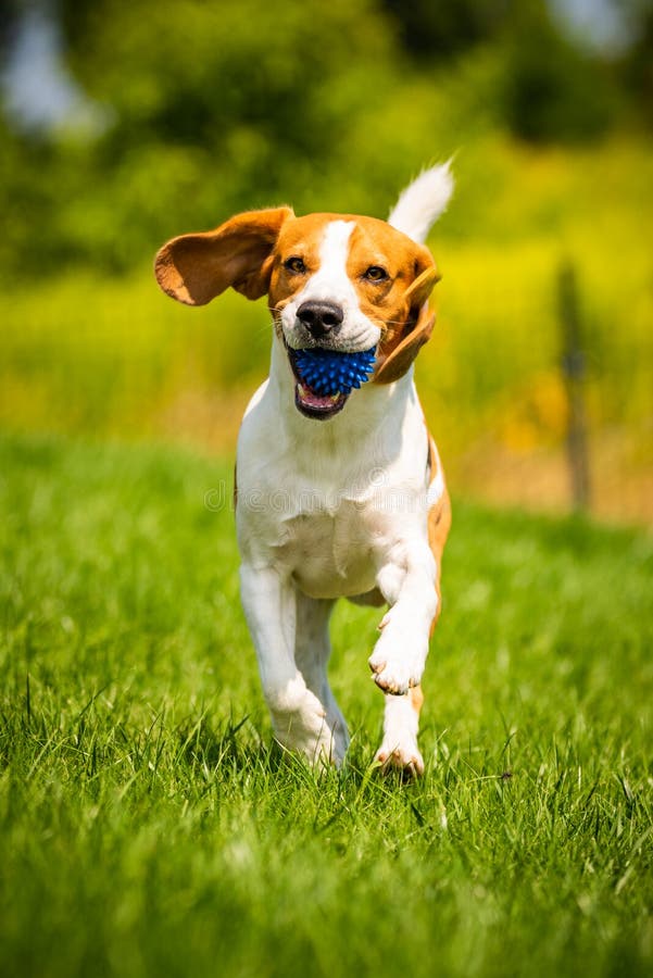 Beagle dog fun in garden outdoors run and jump with ball towards