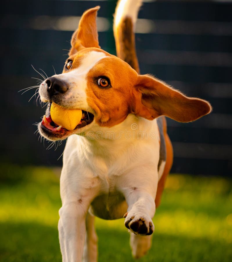 Beagle dog fun in garden outdoors run and jump with ball towards camera