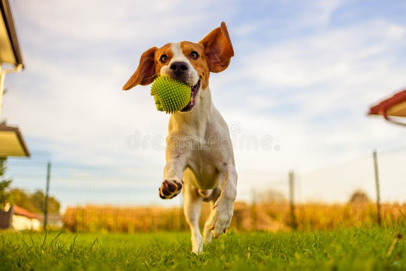 Beagle dog fun in garden outdoors run and jump with ball