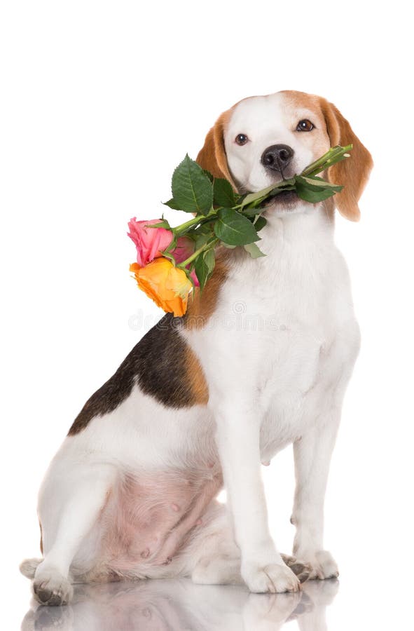 Beagle dog holding a rose stock image. Image of cute 37234785