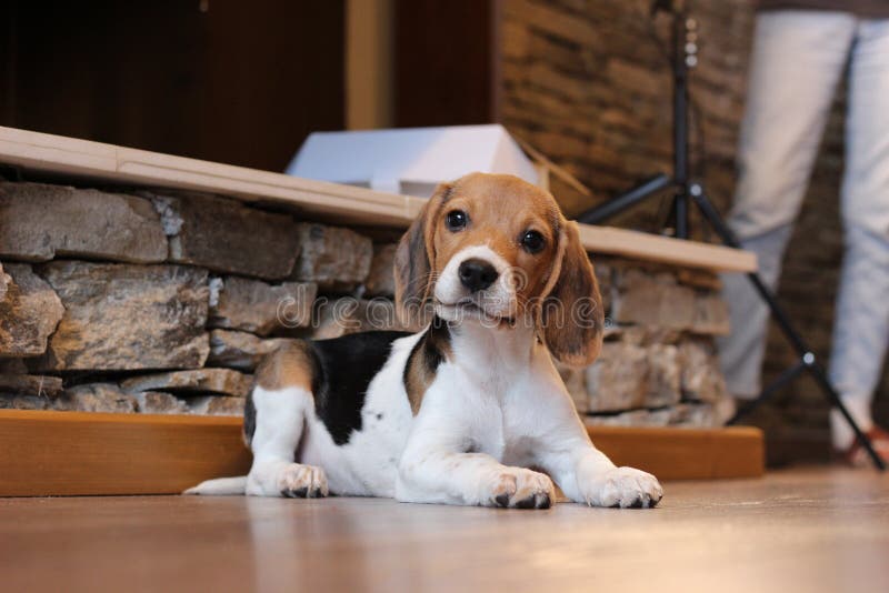 Beagle dog in the house stock photo. Image of puppy 219937676