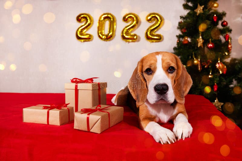 A Beagle Dog In A House Decorated With A Christmas Tree Balloons, Gifts, Bokeh Sparkling Lights. Stock Image - Image Of Concept, Number: 232481067