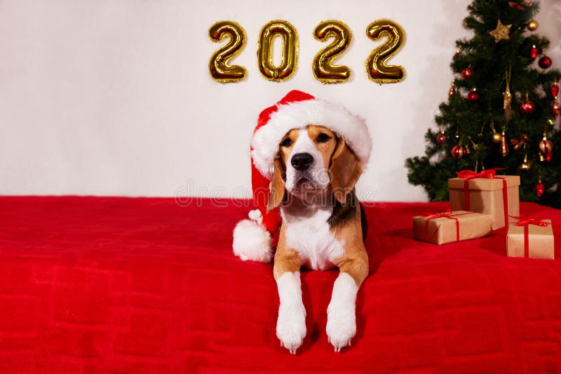 241 Dog Happy New Year 2022 Photos - Free & Royalty-Free Stock Photos From Dreamstime