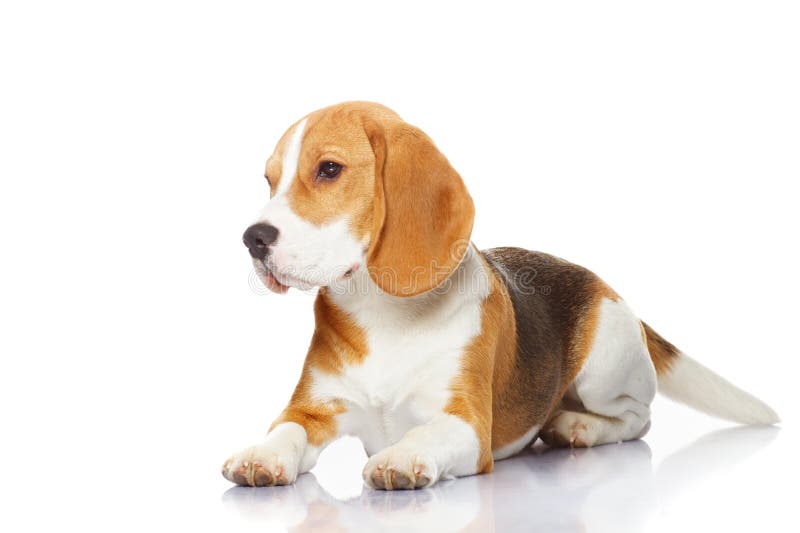 Beagle dog isolated on white background.