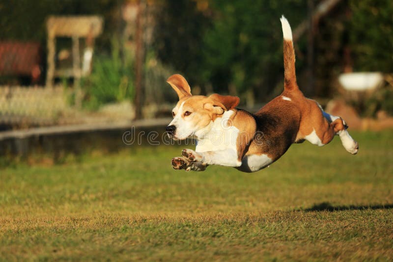 Beagle dog