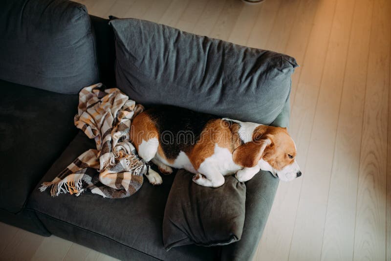 362 Dog Sofa Top View Stock Photos Free & RoyaltyFree Stock Photos