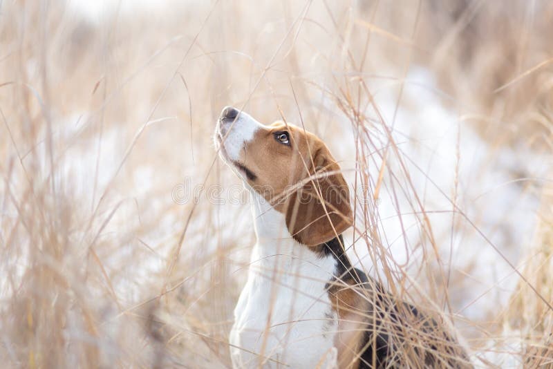 Beagle dog in nature stock photo. Image of lovely, cute 26194240