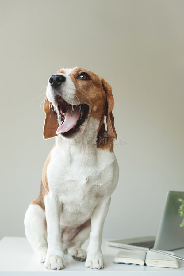 Beagle dog at office table with laptop royalty free stock image Beagle dog at office table with laptop royalty free stock image