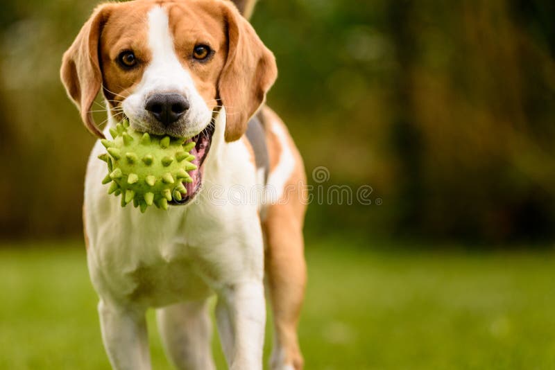 Beagle dog pet run and fun outdoor. Dog i garden in summer sunny day with ball having fun