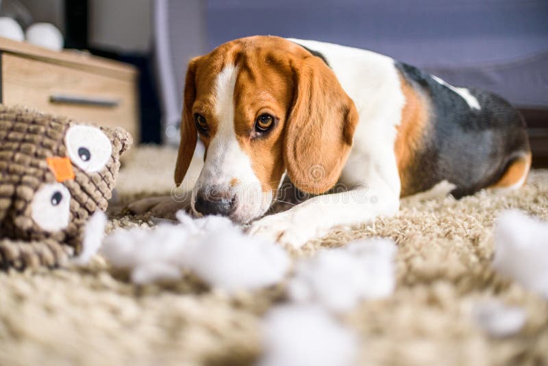 Beagle dog rip a toy stock photo. Image of noughty, floor 111654184