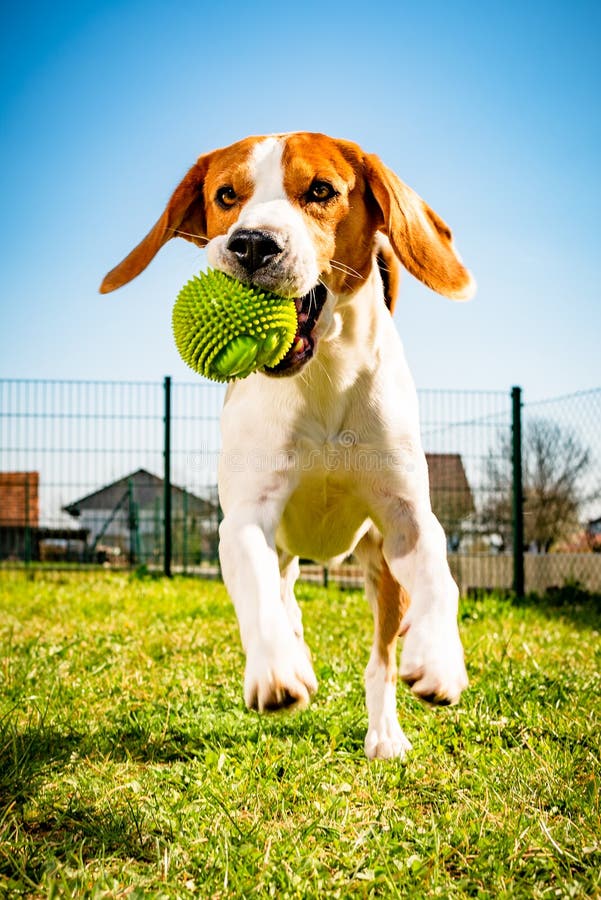 Beagle dog runs in garden towards the camera with rope toy. Sunny day dog fetching a toy.