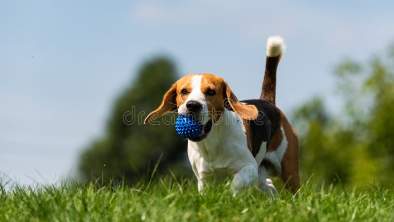 Beagle dog runs through green meadow towards camera