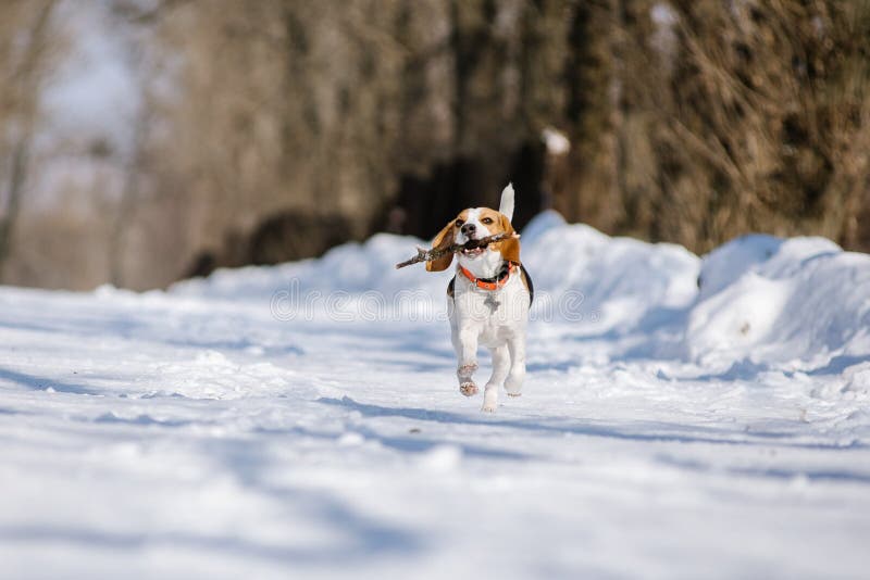Beagle dog runs and plays in the winter forest on a Sunny frosty day royalty free stock image Beagle dog runs and plays in the winter forest on a Sunny frosty day royalty free stock image