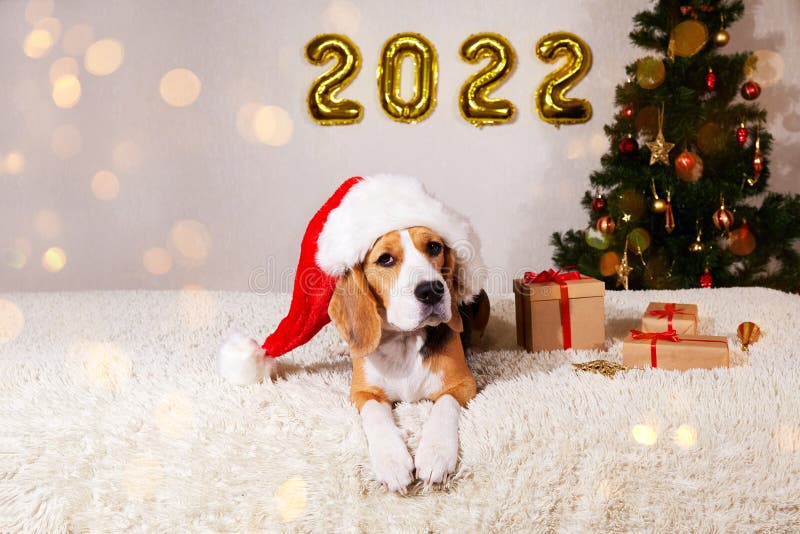241 Dog Happy New Year 2022 Photos - Free & Royalty-Free Stock Photos From Dreamstime