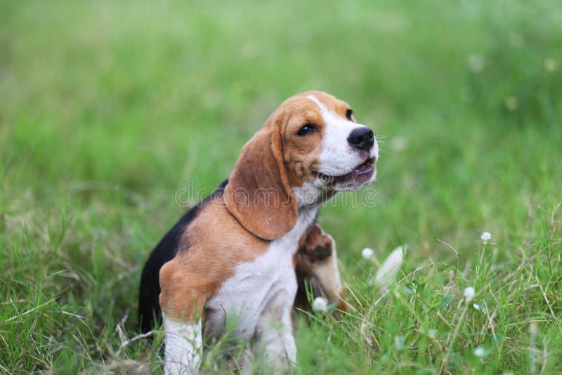 Beagle dog scratching body on green grass. stock photo Beagle dog scratching body on green grass. stock photo