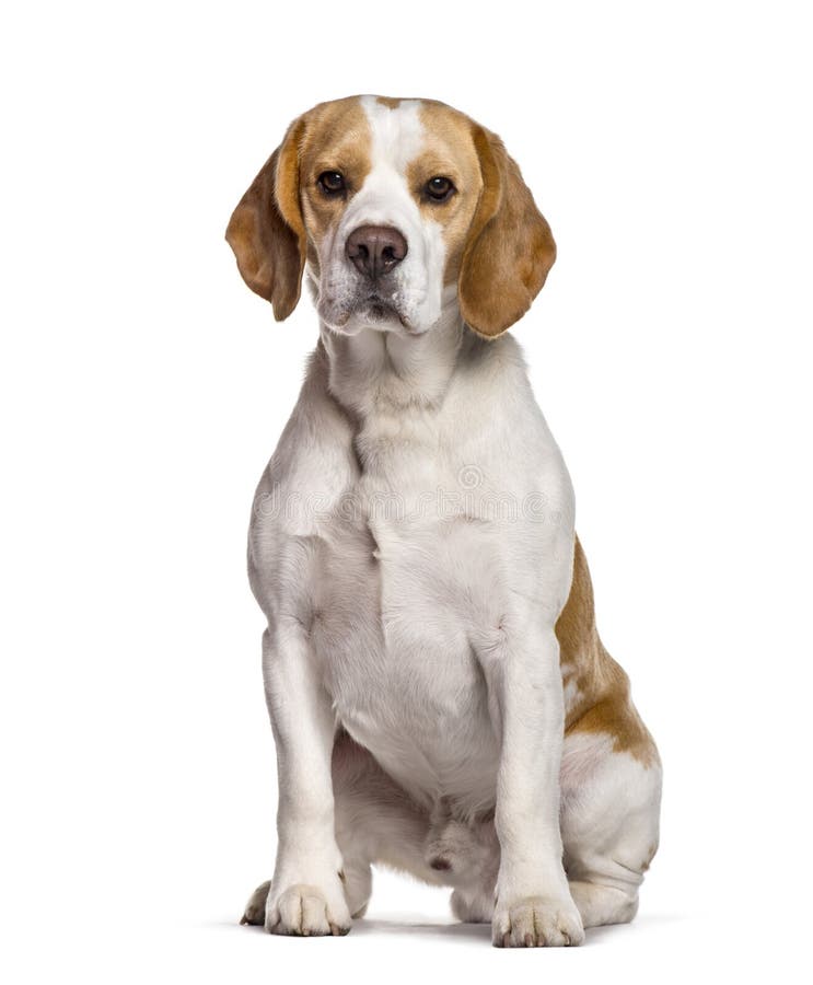 Beagle Dog Sitting Against White Background Stock Image