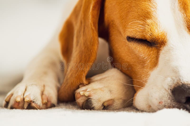 Beagle Dog Sleeping on a Couch. Closeup of Paws and Canine Muzzle Stock